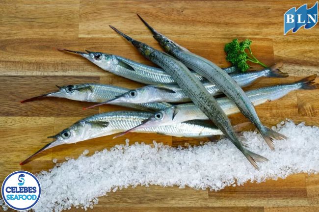 Garfish Fillet Butterfly, Fish Rich in Benefits and Nutrition